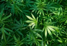 Advocating for the Rescheduling of Marijuana at the Federal Level